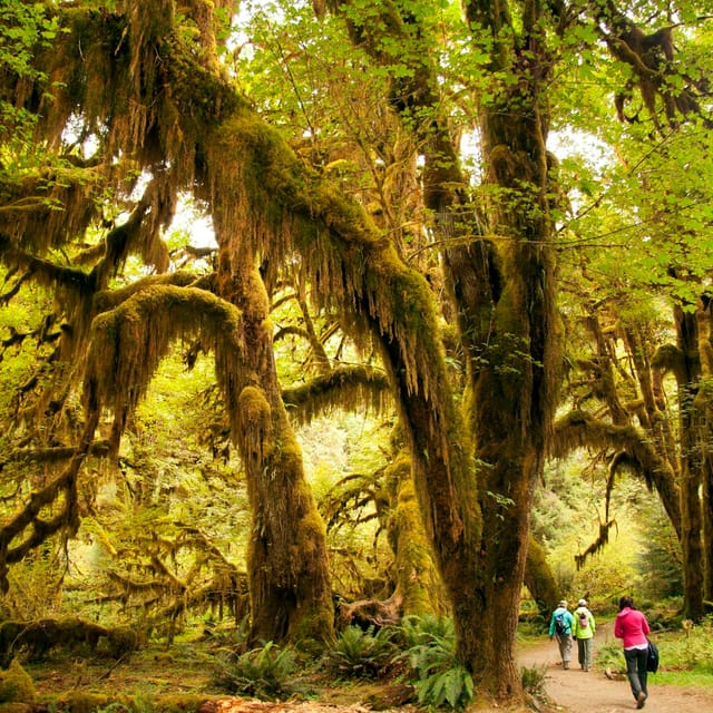 Olympic National Park: All-Inclusive Small Group Day Trip from Seattle - Photo 1 of 6